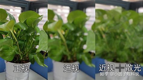 散光 植物